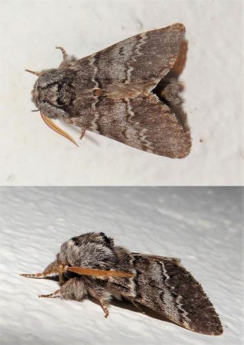 Drymonia ruficornis